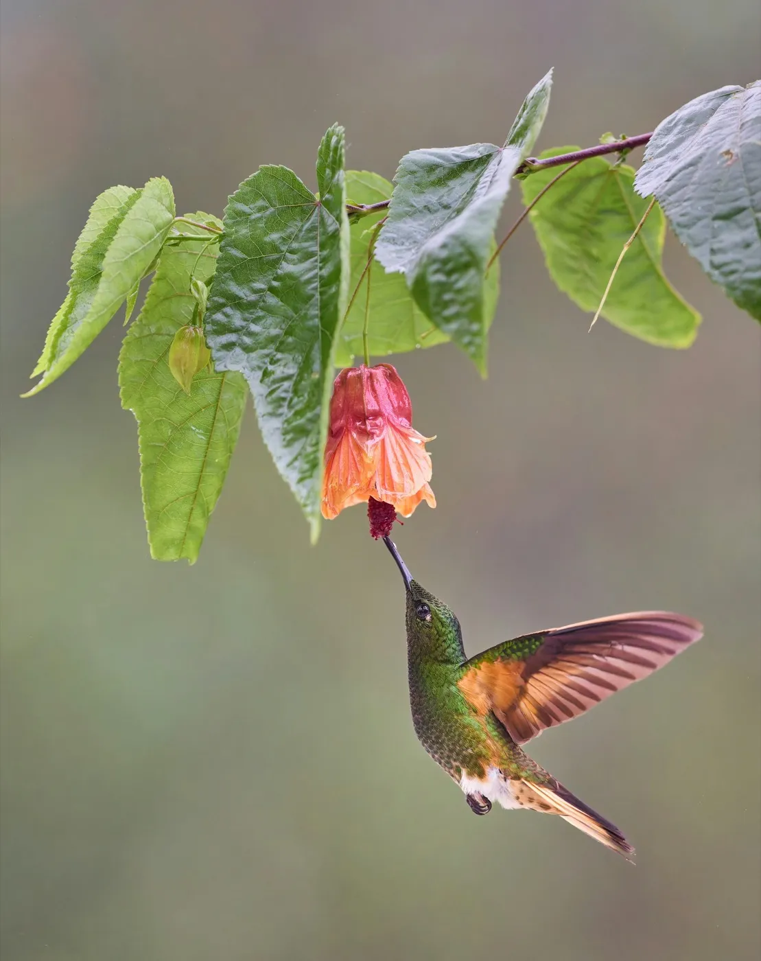 A buff-tailed coronet hummingbird drinking nectar from a hanging orange flower, framed by lush green leaves